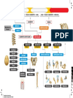 Elementos articulares e tipos de articulações