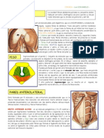 Paredes de Abdomen-c