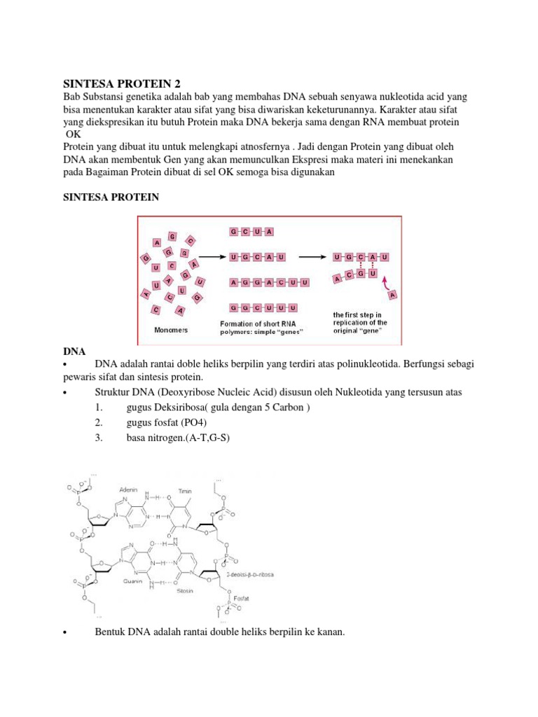 Sintesis Protein: Proses DNA dan RNA | PDF