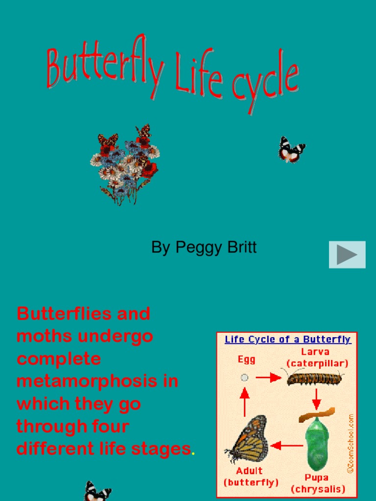 Butterfly Life Cycle Explained | PDF