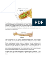 Median Nerve