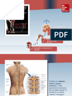 Saladin Anatomia 6a Diapositivas c13 MEDULA ESPINAL
