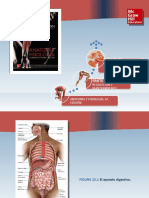 Saladin Anatomia 6a Diapositivas c25 APARATO DIGESTIVO