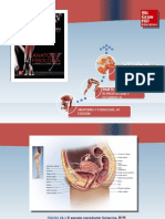 Saladin Anatomia 6a Diapositivas c28 AP REPR FEMENINO