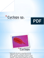 Cyclops Sp