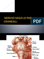 Nervio Vago (X Par Craneal)