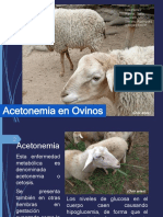 Acetonemia en Ovinos