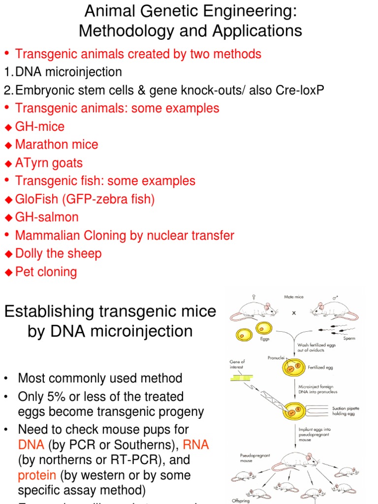 Transgenic Animals Created By Two Methods 1 Dna Microinjection 2 Embryonic Stem Cells Gene Knock Outs Also Cre Loxp Transgene Genetically Modified Organism