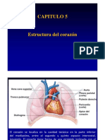 CAPITULO 5.2 Estructura Corazon