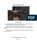 Burung Peregrine Falcon Tercepat di Dunia