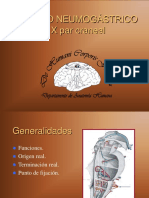 25 Nervio Neumogástrico