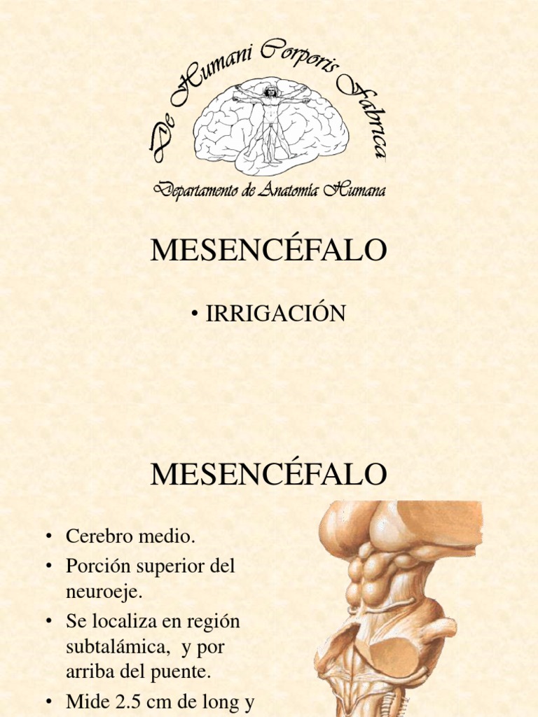 48 Mesencéfalo | PDF | Tálamo | Cerebelo