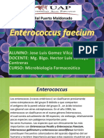 Enterococcus Faecium