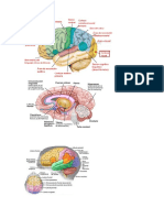 Areas Cerebrales