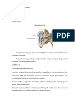 Anatomi Sistem Pendengaran