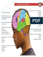Functional Areas of Brain