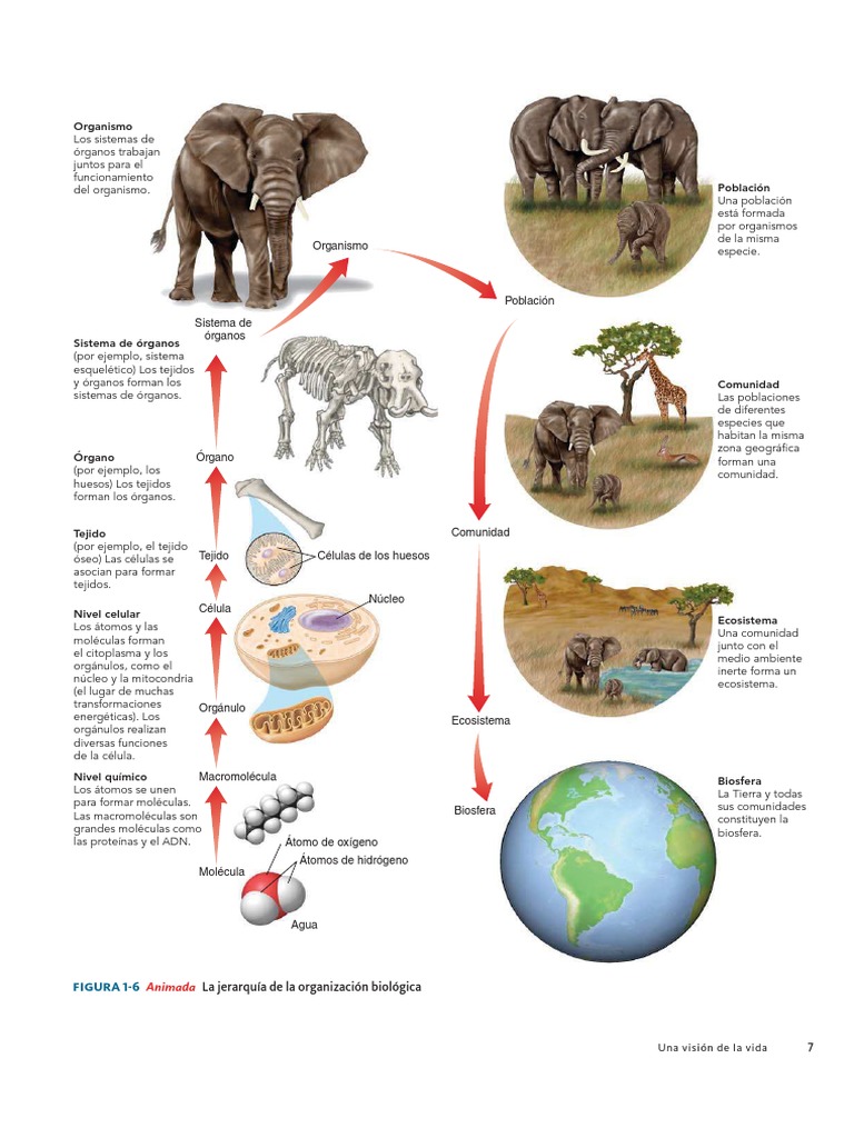 Niveles de Organizacion Biologica Organismos Biología Celular)