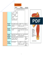 LP3 Muschii Membrului Superior PDF