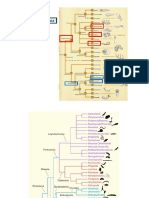 Filo Nematoda: principais características e importância