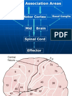 Motor Cortex Mid Brain Spinal Cord Effector: Cerebellum Basal Ganglia