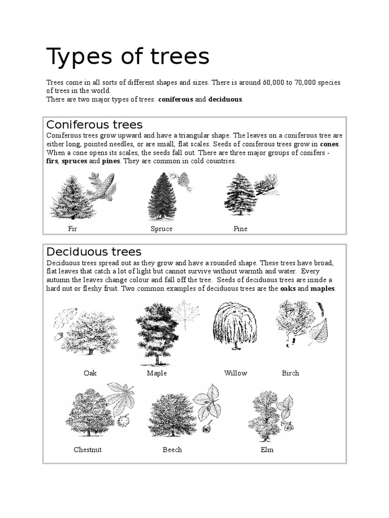 Trees | PDF