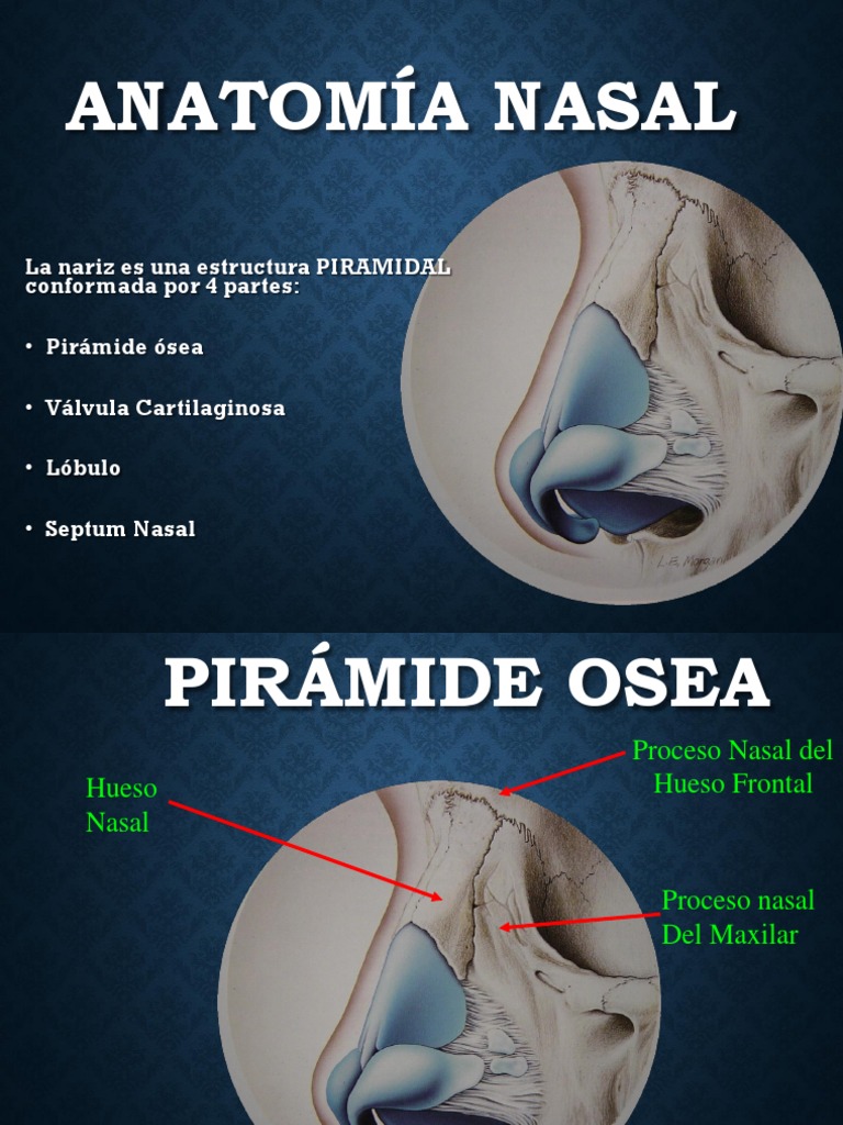 Conjunto De Anatomía De La Nariz De Los Oídos Ilustración del Vector -  Ilustración de diagrama, respire: 272737144, image size:768x1024
