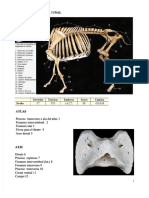 Uia Osteologia B Serpientes