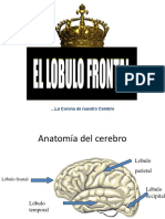 LOBULO Frontal