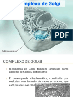 Complexo de Golgi - Organela responsável pela modificação e transporte de proteínas