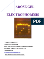 Agarose Gel Electrophoresis