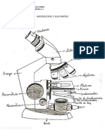 Microscopio y Sus Parte