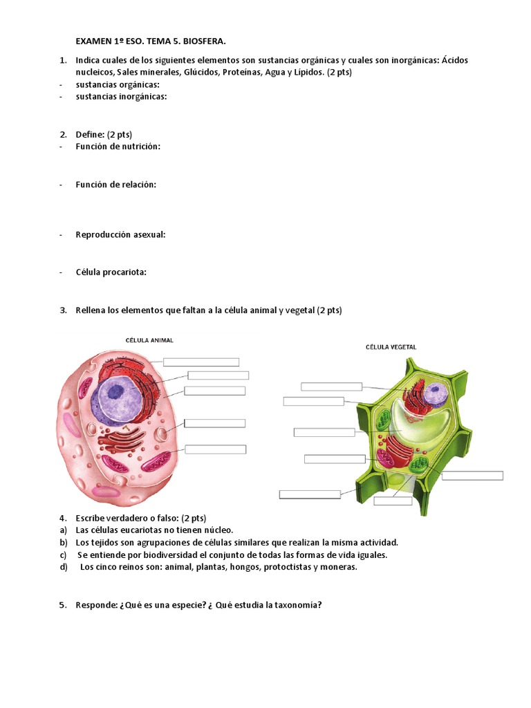 Examen 1º Eso | PDF | Ciencias sociales | Ciencia y matemáticas