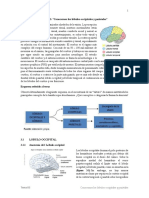 Tema 03 Neurociencias III Conocemos Los Lóbulos Occipitales y Parietales