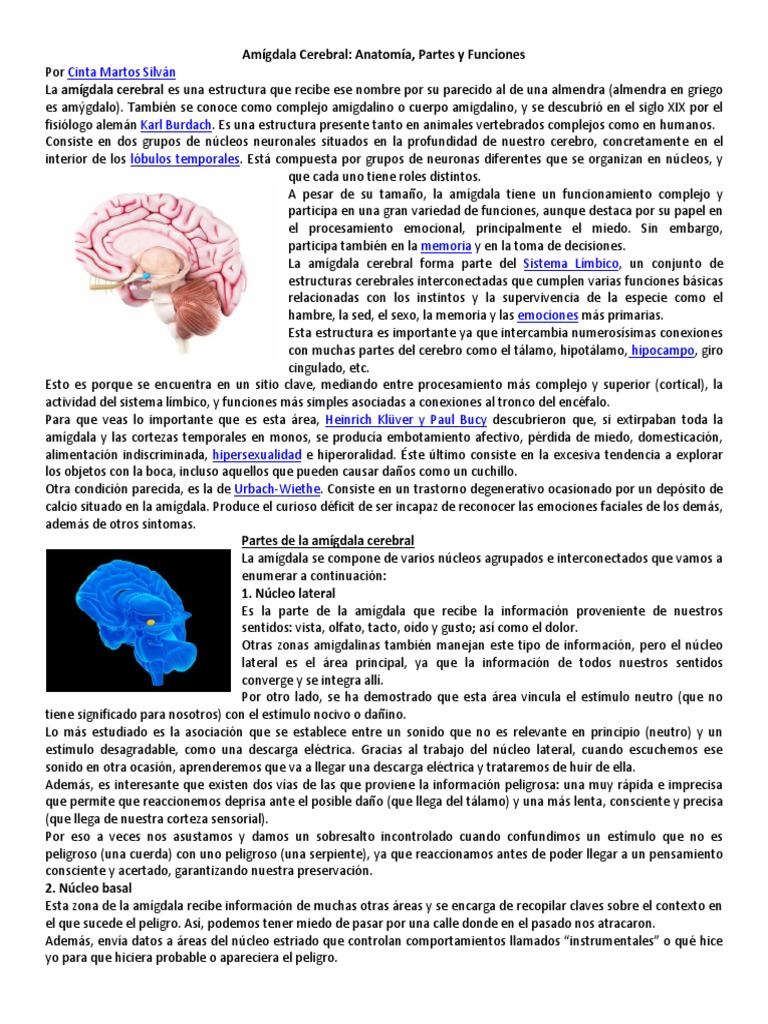 Funciones y Anatomía de la Amígdala Cerebral | PDF | Amígdala | Las ...