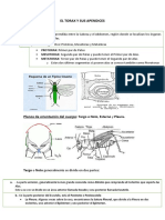 EL TORAX Y SUS APENDICES.docx