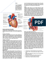 An Introduction To The Cardiovascular System