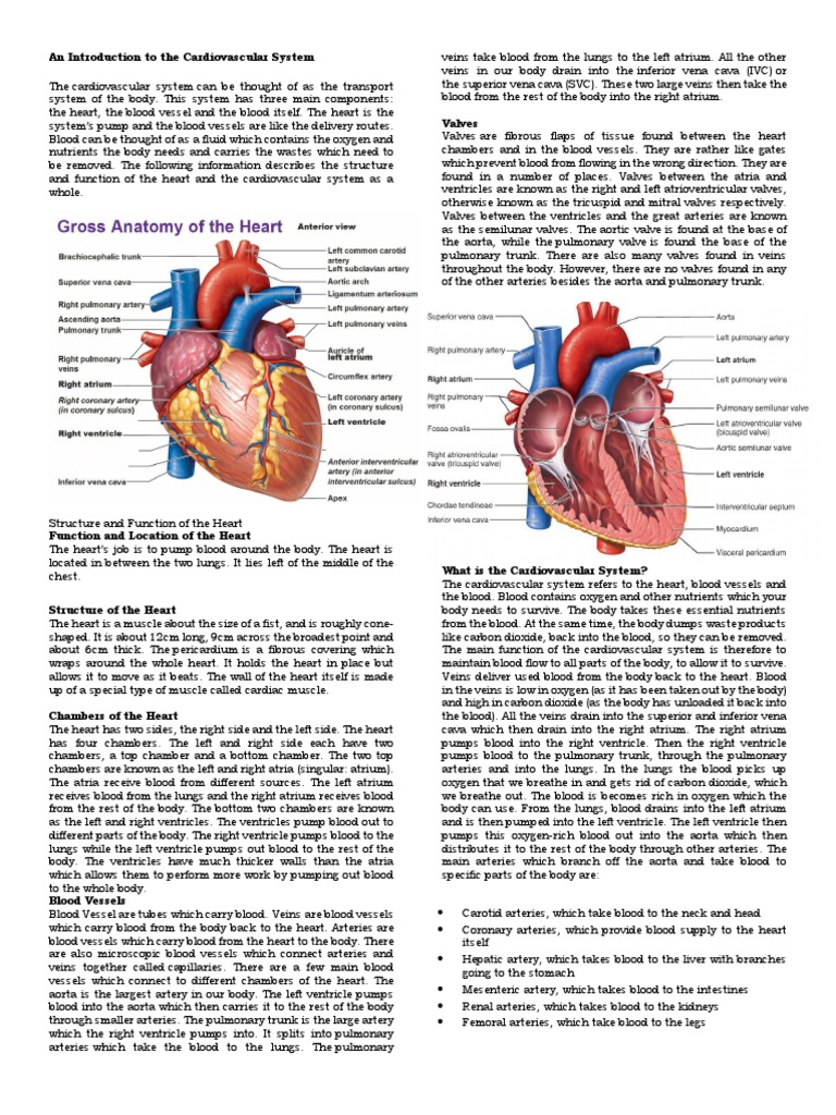 Overview of the Cardiovascular System | PDF | Heart Valve | Heart