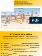 Membranas y paredes celulares vegetales