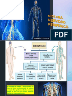 E-13 Sistema Nervioso Periferico