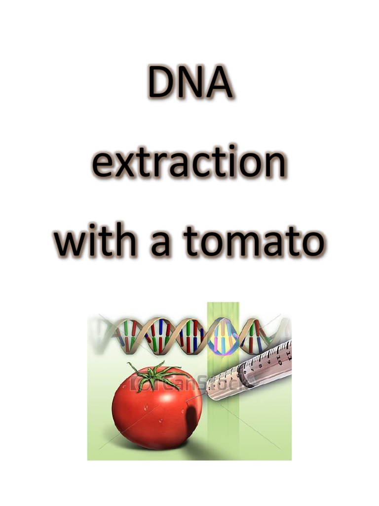 DNA Extraction With A Tomato PDF