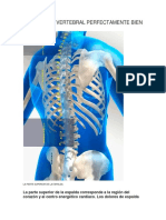 Columna Vertebral Perfectamente Bien Definida