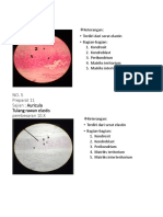 Epiglotis dan Auricula tulang rawan