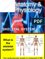 173 Anatomy Skeletal