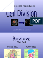 How Do Cells Reproduce?: Animal Cell Mitosis Animation