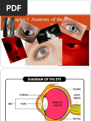 Anatomy of the Eye