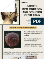 Plasticity and Evolution of Human Brain