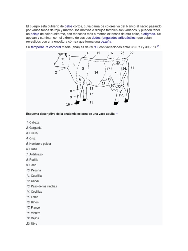 Anatomía externa de la vaca adulta | PDF | Vacas | Naturaleza