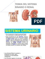 Sistema Urinario o Renal