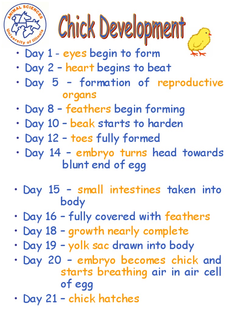 Chick Development Timeline: Day 1-21 | PDF