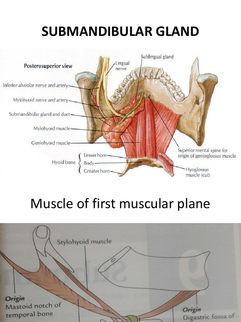 EPOS\u0026trade;, image size:768x1024